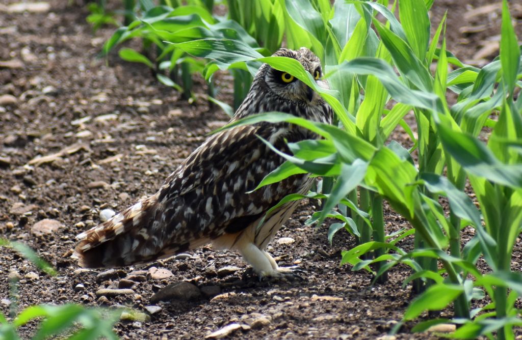 Gufo di palude (Asio flammeus) ?    S !